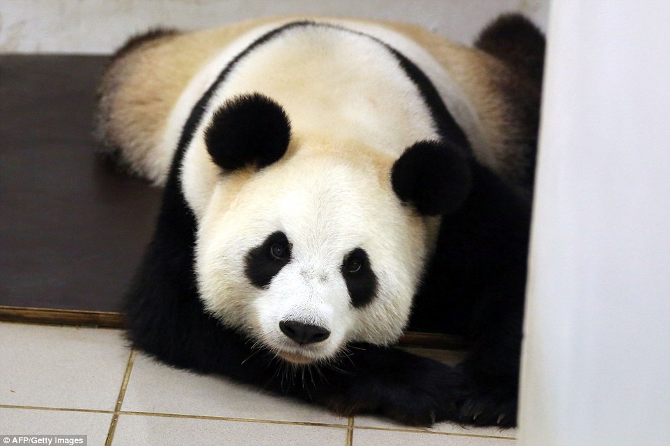 可爱萌宠猫咪图片 卖萌清新的小猫咪头像图片 喵星人头像图片图片