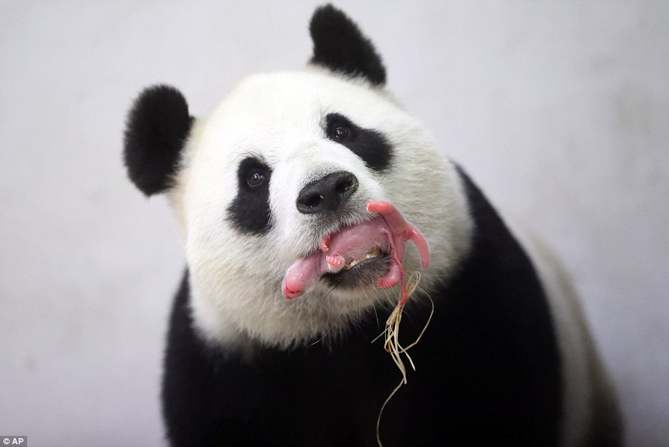 小猫图片