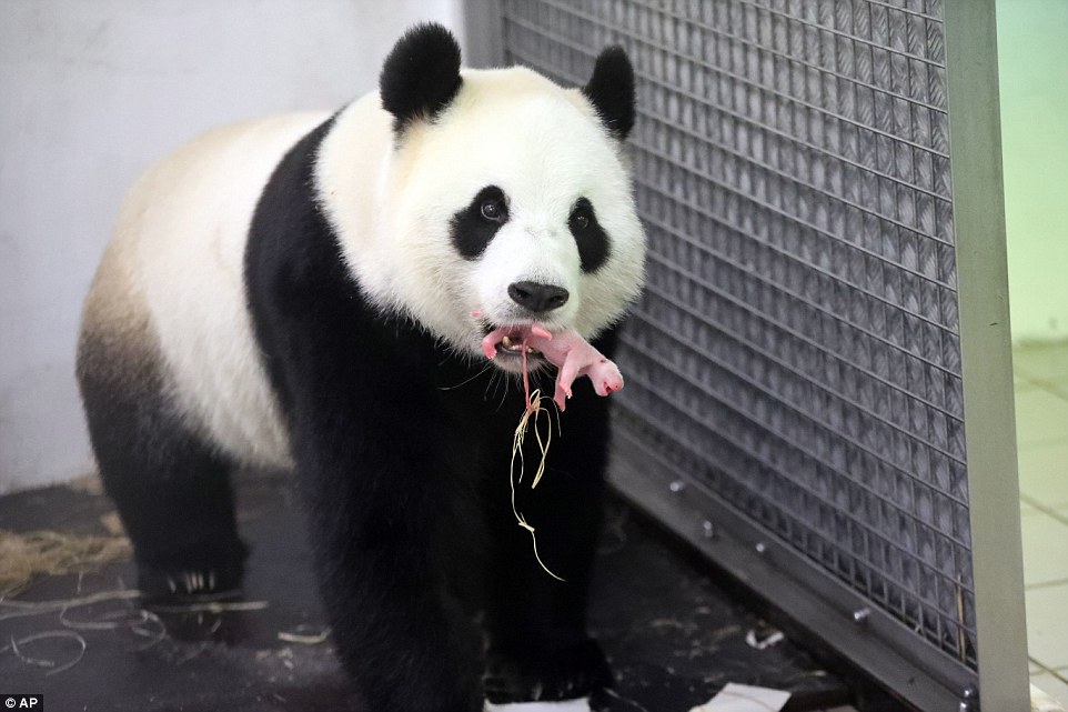 可爱萌宠猫咪图片 卖萌清新的小猫咪头像图片 喵星人头像图片图片
