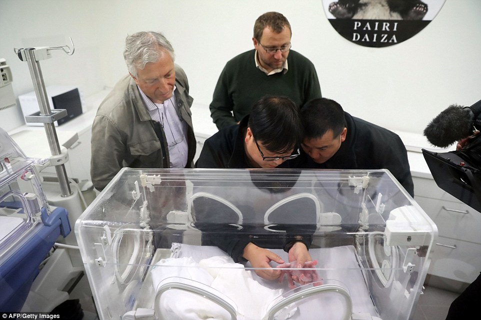 可爱搞怪的小猫咪图片桌面壁纸图片