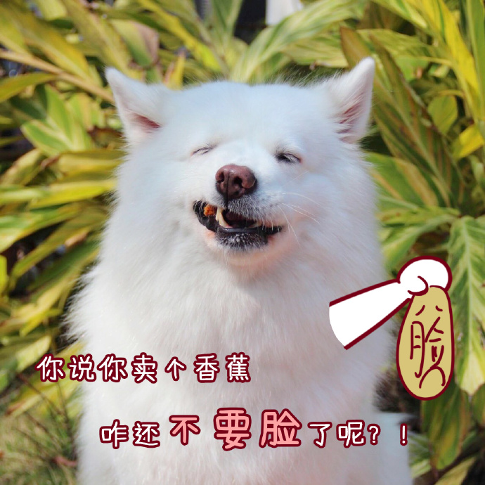 可爱汪星人萌萌哒高清动物壁纸图片下载图片