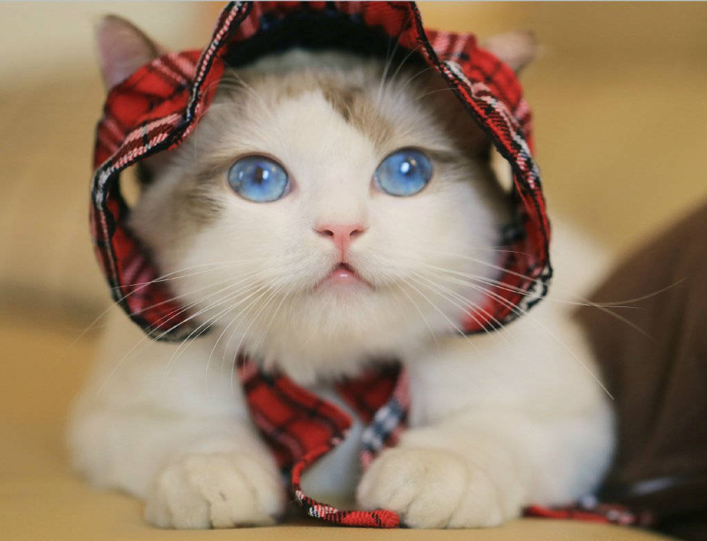 微博漫画家郭斯特的猫可爱动物写真图片图片