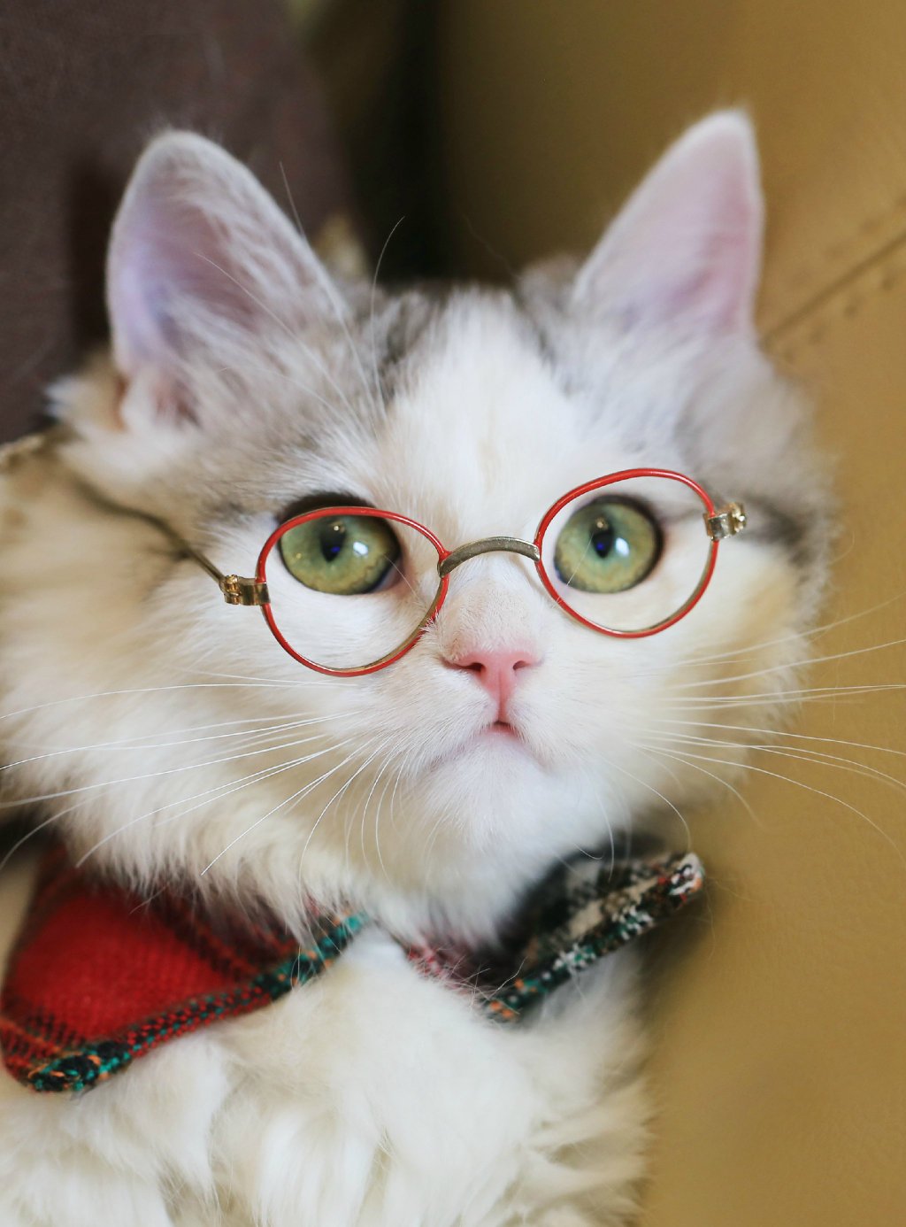 微博漫画家郭斯特的猫可爱动物写真图片图片
