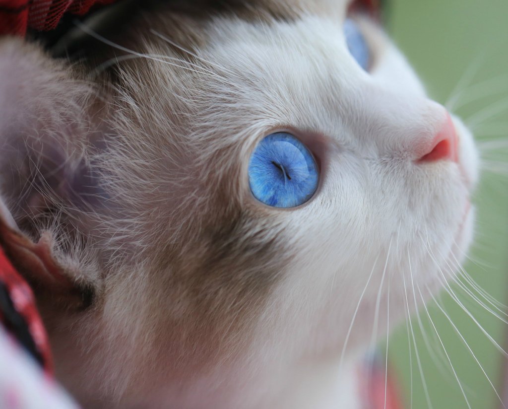 微博漫画家郭斯特的猫可爱动物写真图片图片