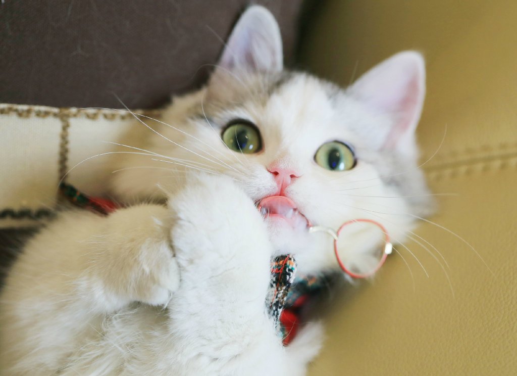 微博漫画家郭斯特的猫可爱动物写真图片图片