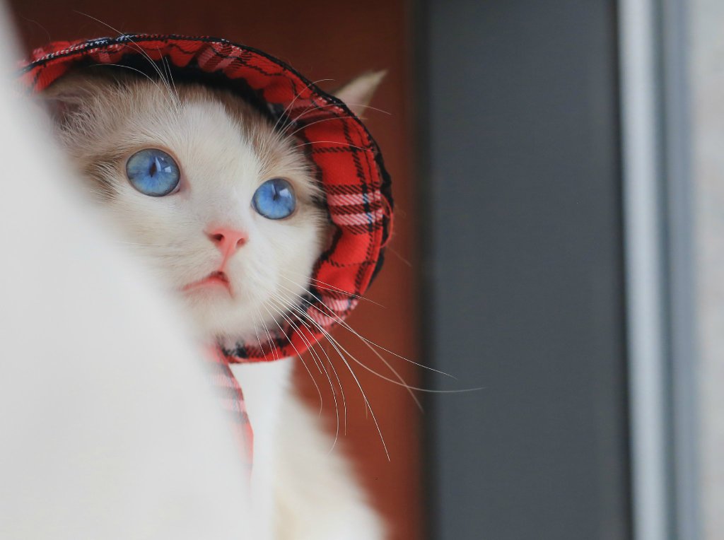 微博漫画家郭斯特的猫可爱动物写真图片图片