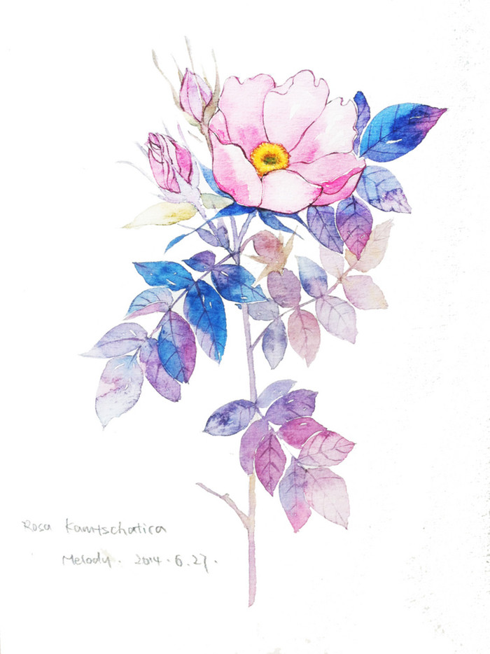 度薇年水彩手绘花环小清新插画图片图片