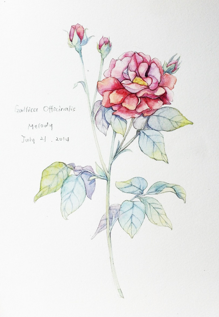 度薇年水彩手绘花环小清新插画图片图片