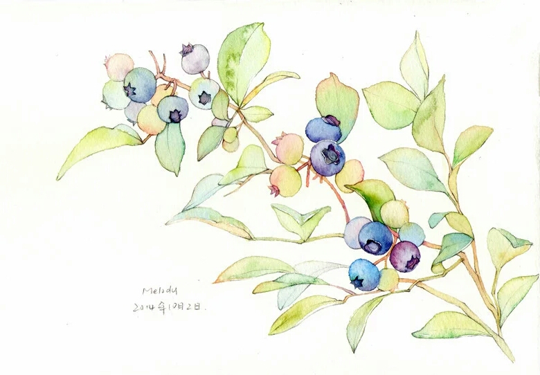 度薇年水彩手绘花环小清新插画图片图片
