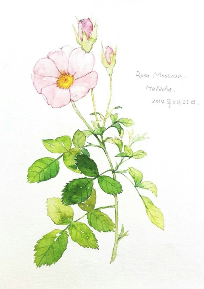 度薇年水彩手绘花环小清新插画图片图片