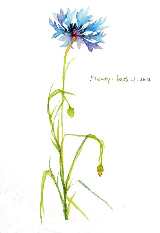 度薇年水彩手绘花环小清新插画图片图片