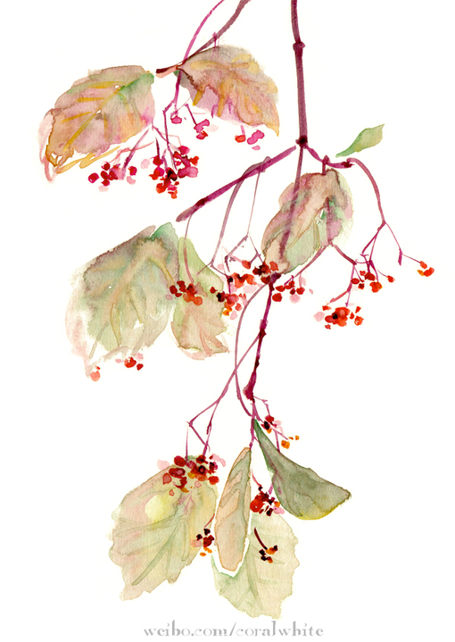 度薇年水彩手绘花环小清新插画图片图片