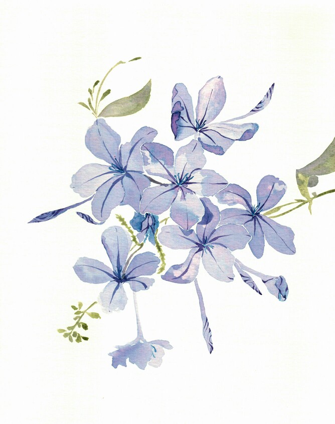 度薇年水彩手绘花环小清新插画图片图片