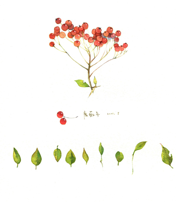 度薇年水彩手绘花环小清新插画图片图片