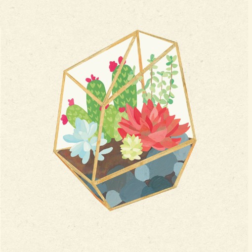 多肉植物图片
