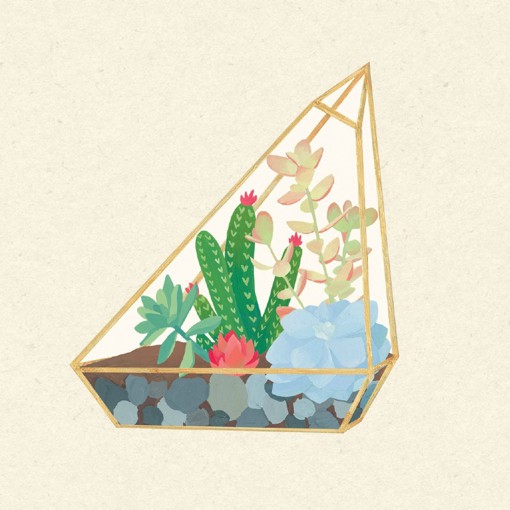 多肉植物图片