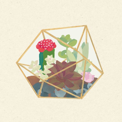 多肉植物图片