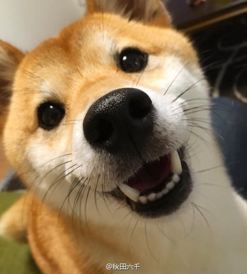 苏俄猎狼犬图片 动物狗图片 狩猎犬图片大全图片
