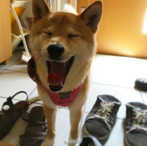 超可爱小猫图片高清手机壁纸图片