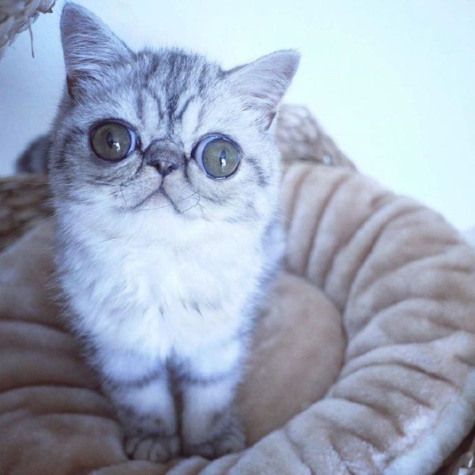超可爱小猫图片高清手机壁纸图片