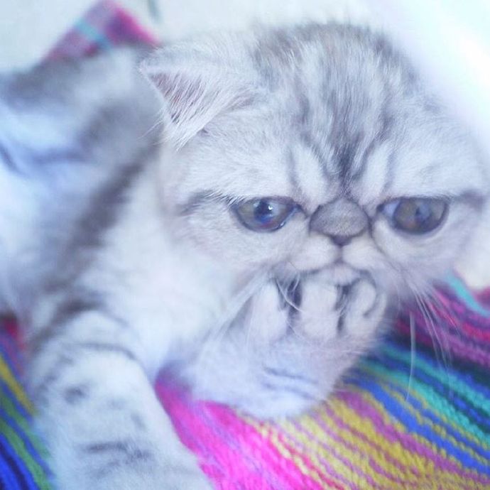 超可爱小猫图片高清手机壁纸图片