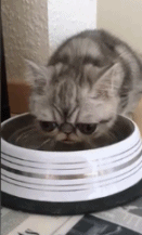 国家公园的猴子可爱图片 十二生肖猴图片