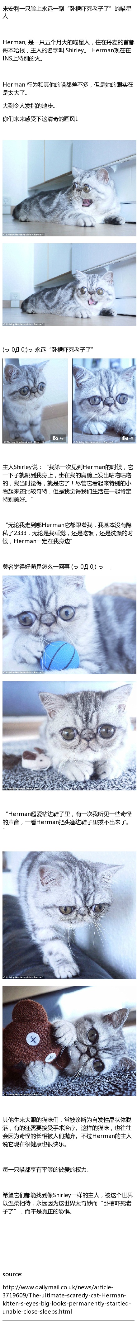 超可爱小猫图片高清手机壁纸图片