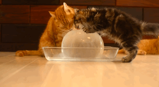 可爱猫星人搞笑GIF动态图片图片