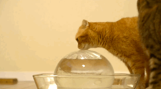邪恶搞笑gif：没精神了？给你提提神！图片