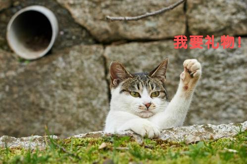 陈紫函家居写真 陈紫函怀抱萌宠爱心图片图片