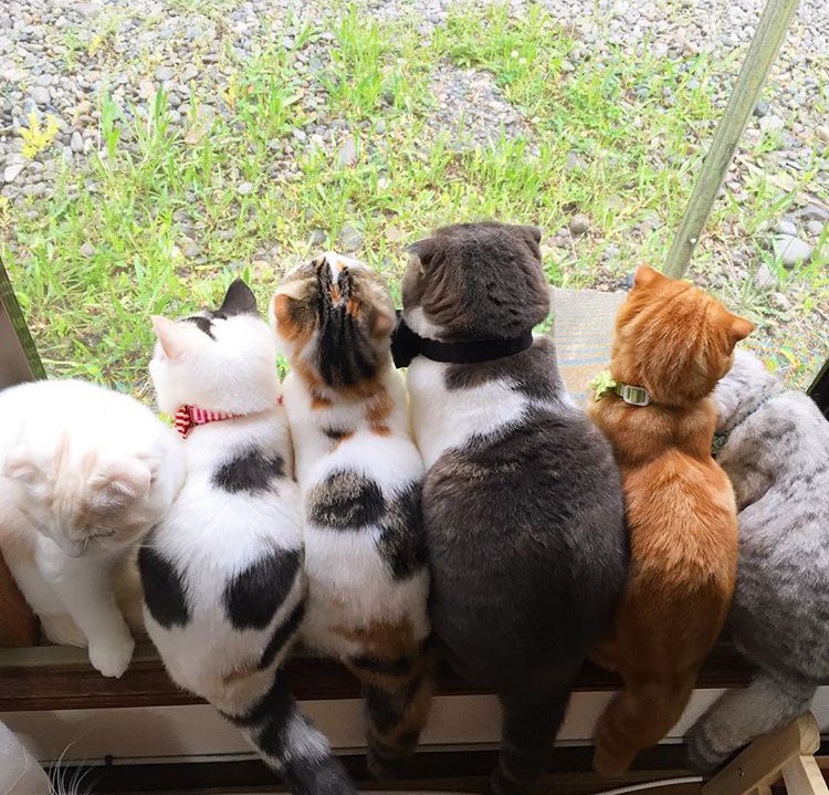 微博漫画家郭斯特的猫可爱动物写真图片图片