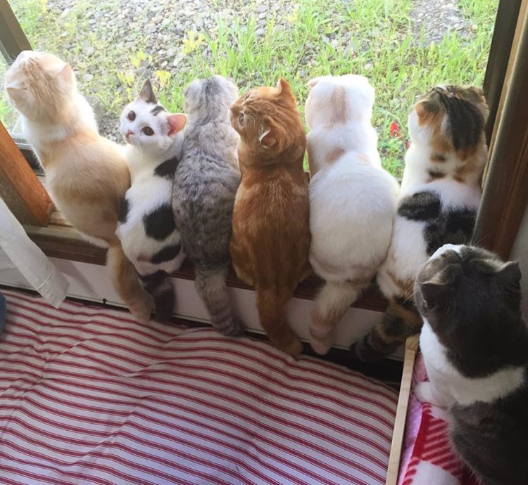 微博漫画家郭斯特的猫可爱动物写真图片图片