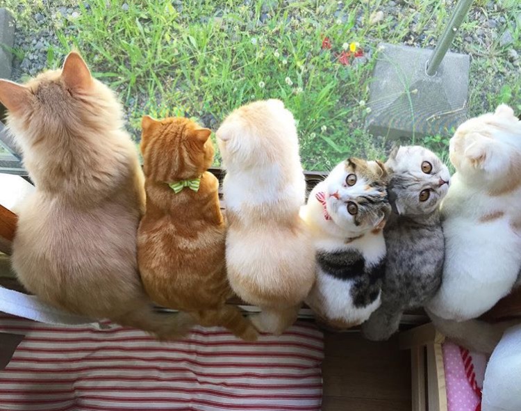 猫咪&猫爪棉花糖美食菜谱制作方法图片图片