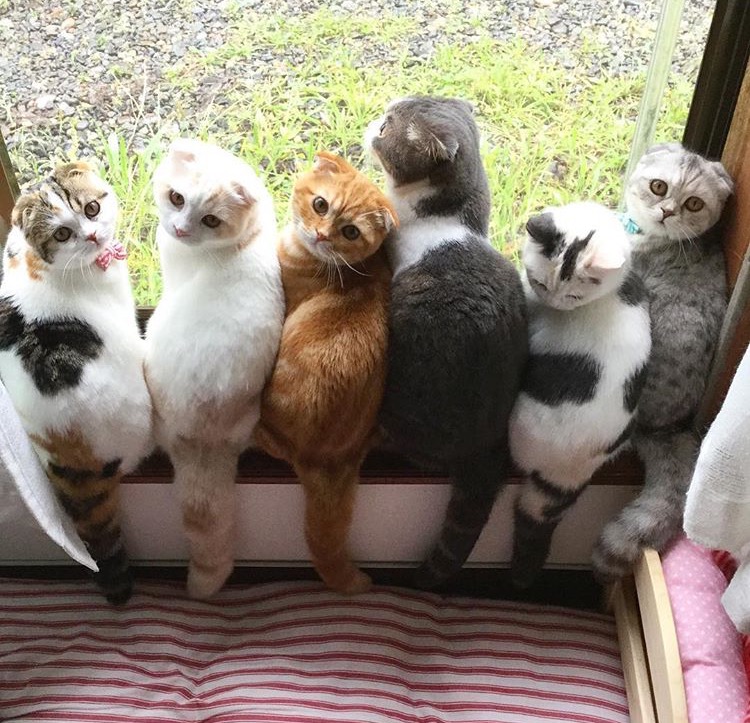微博漫画家郭斯特的猫可爱动物写真图片图片