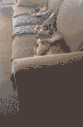 猫咪&猫爪棉花糖美食菜谱制作方法图片图片