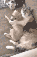 猫咪&猫爪棉花糖美食菜谱制作方法图片图片