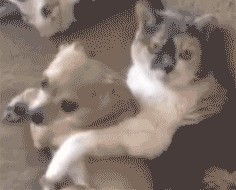 猫咪&猫爪棉花糖美食菜谱制作方法图片图片