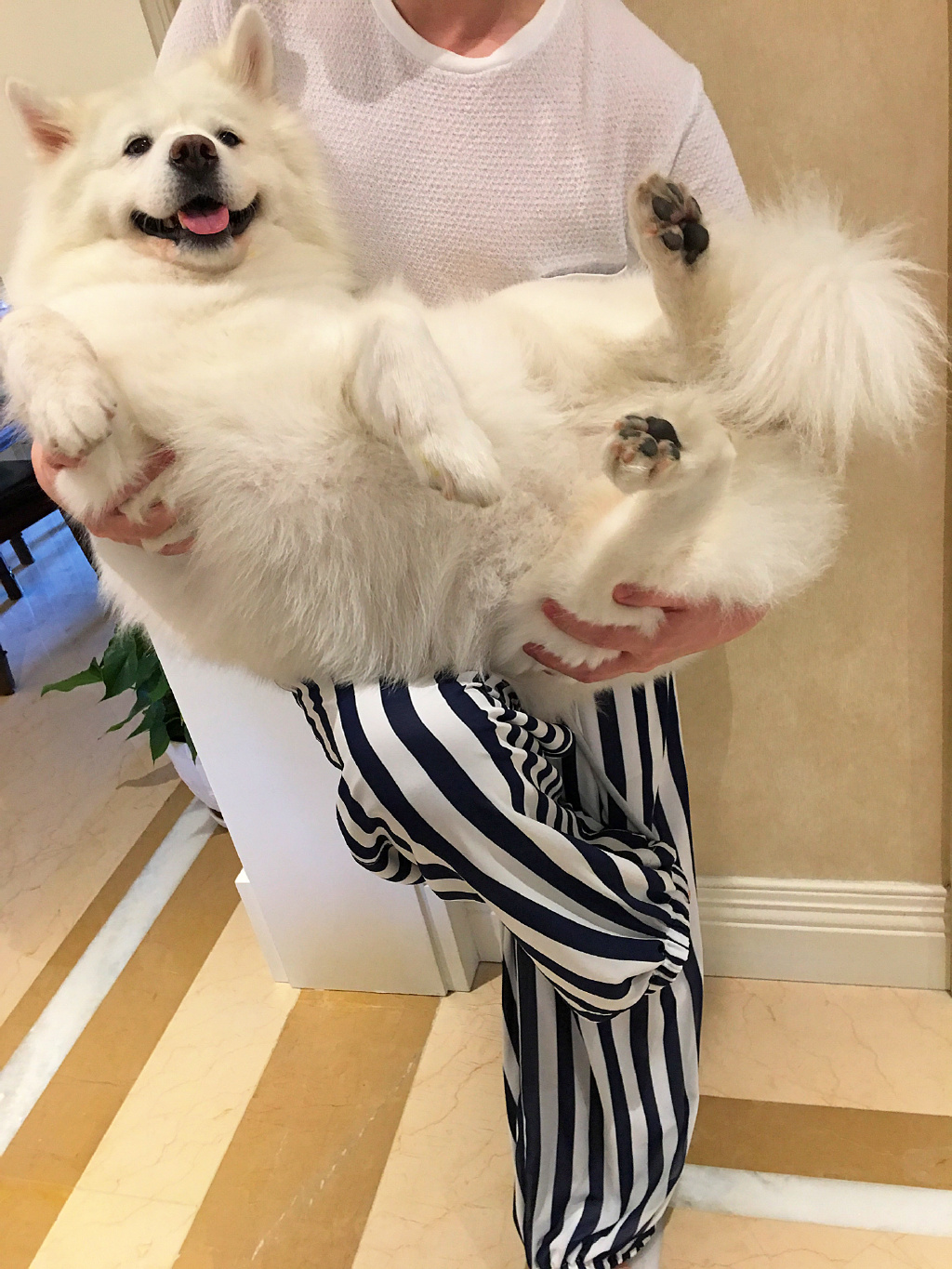陈紫函家居写真 陈紫函怀抱萌宠爱心图片图片