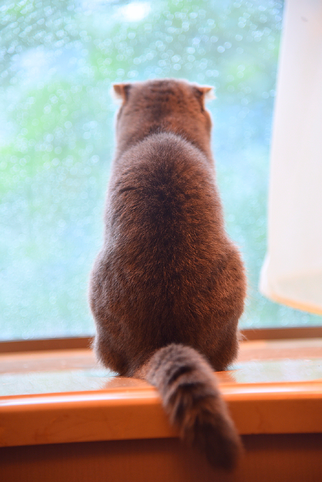 萌猫星球可爱的萌宠图片