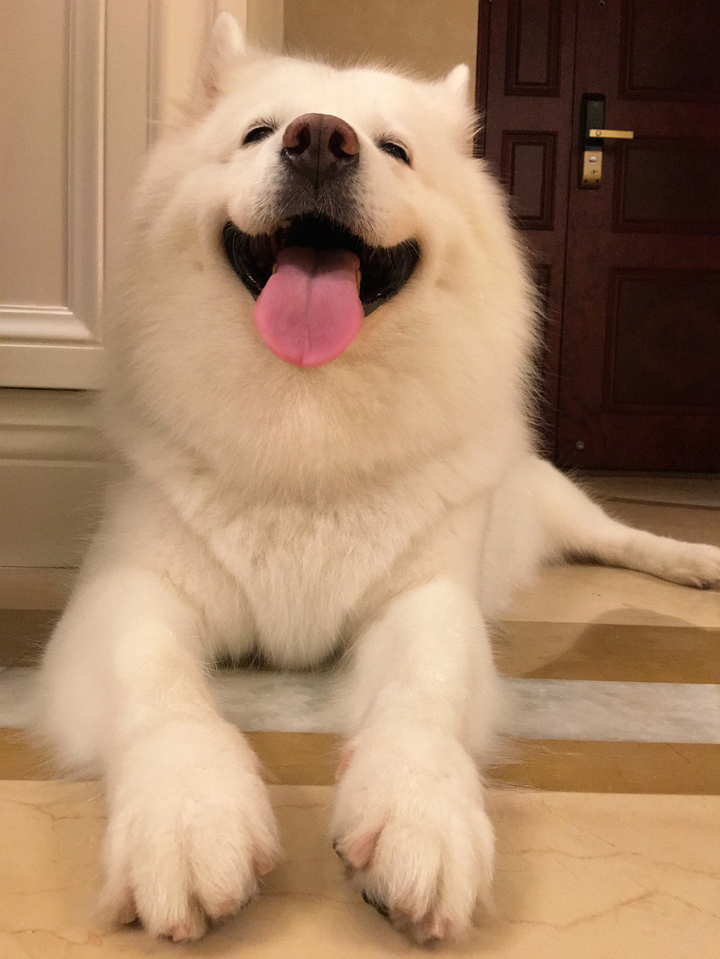 日本可爱萌宠柴犬hiyori阳光笑容图片图片