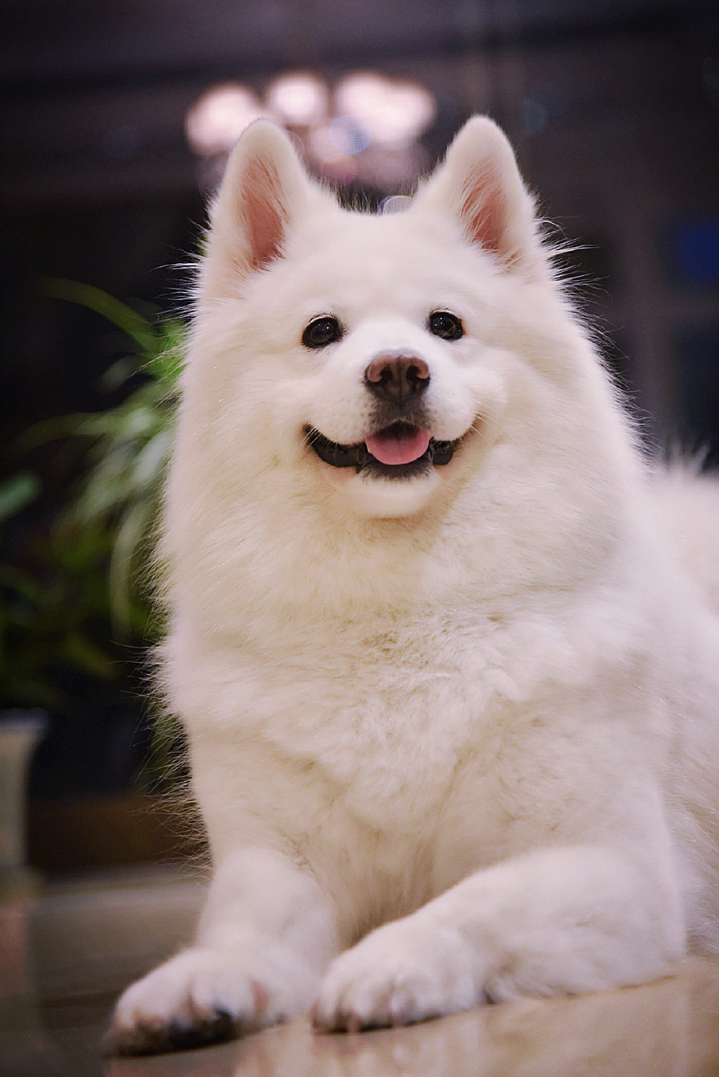 日本可爱萌宠柴犬hiyori阳光笑容图片图片