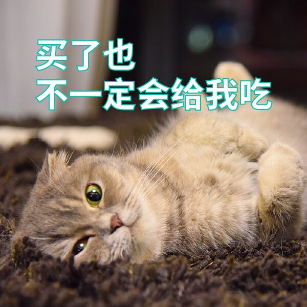 陈紫函家居写真 陈紫函怀抱萌宠爱心图片图片