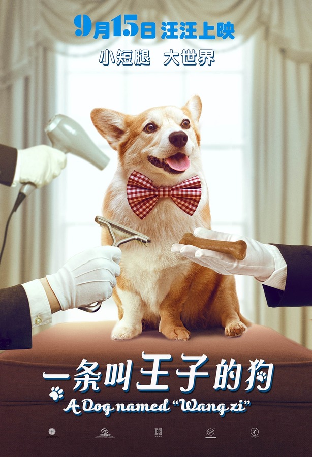 日本可爱萌宠柴犬hiyori阳光笑容图片图片