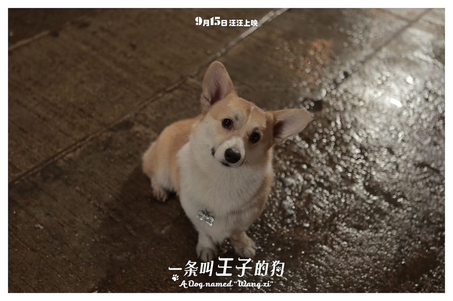 陈紫函家居写真 陈紫函怀抱萌宠爱心图片图片