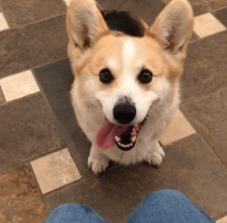 日本可爱萌宠柴犬hiyori阳光笑容图片图片