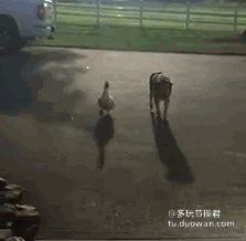 韩红图片 微博韩红最新动态图片图片