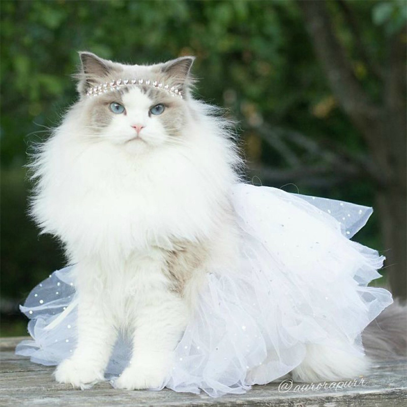猫咪&猫爪棉花糖美食菜谱制作方法图片图片