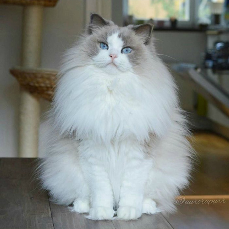 微博漫画家郭斯特的猫可爱动物写真图片图片