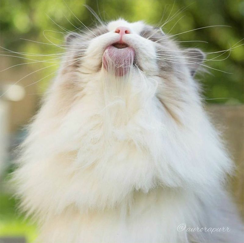 微博漫画家郭斯特的猫可爱动物写真图片图片