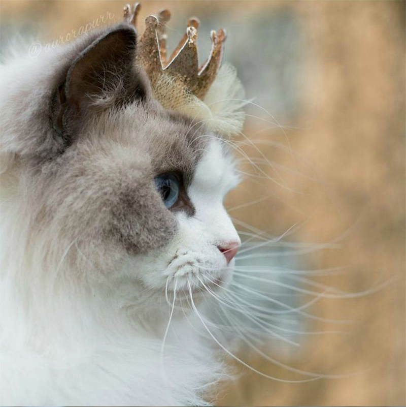 微博漫画家郭斯特的猫可爱动物写真图片图片
